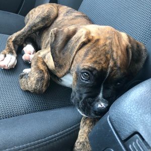 Meet your Posher, Samantha